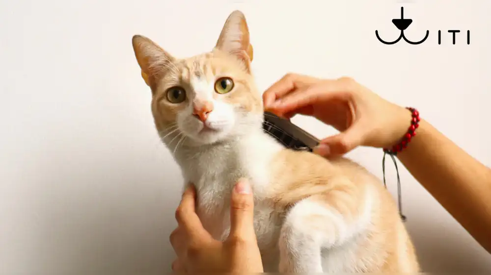 TITI: impacto positivo en animales, medio ambiente y grupos vulnerables