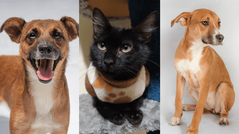 ADOPTAR ES DE PATAS: Larcomar y Fundación Rayito lanzan jornada de adopción en Miraflores