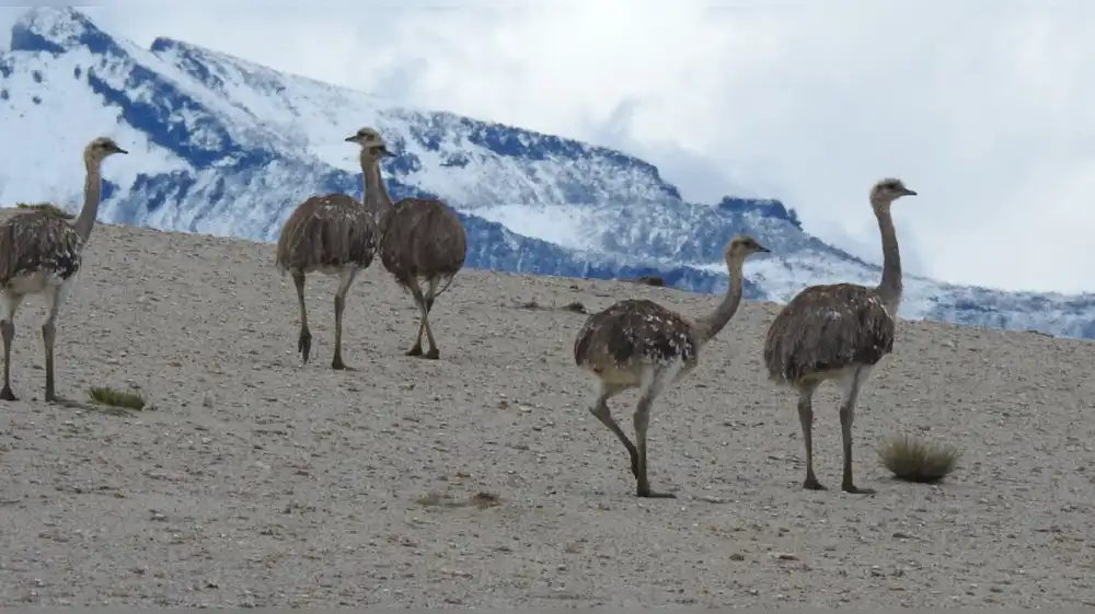 Anglo American y Serfor se unen para proteger la biodiversidad en Moquegua