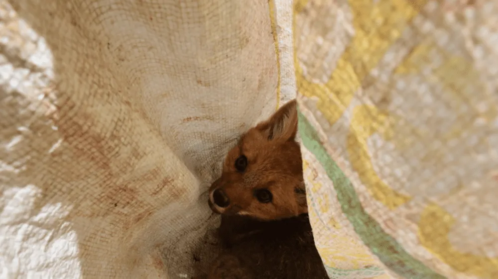 Puno: SERFOR decomisó 139 animales silvestres en el 2022