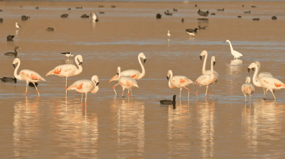 Día mundial de los humedales: conoce los humedales de Ite, el más grande del Perú