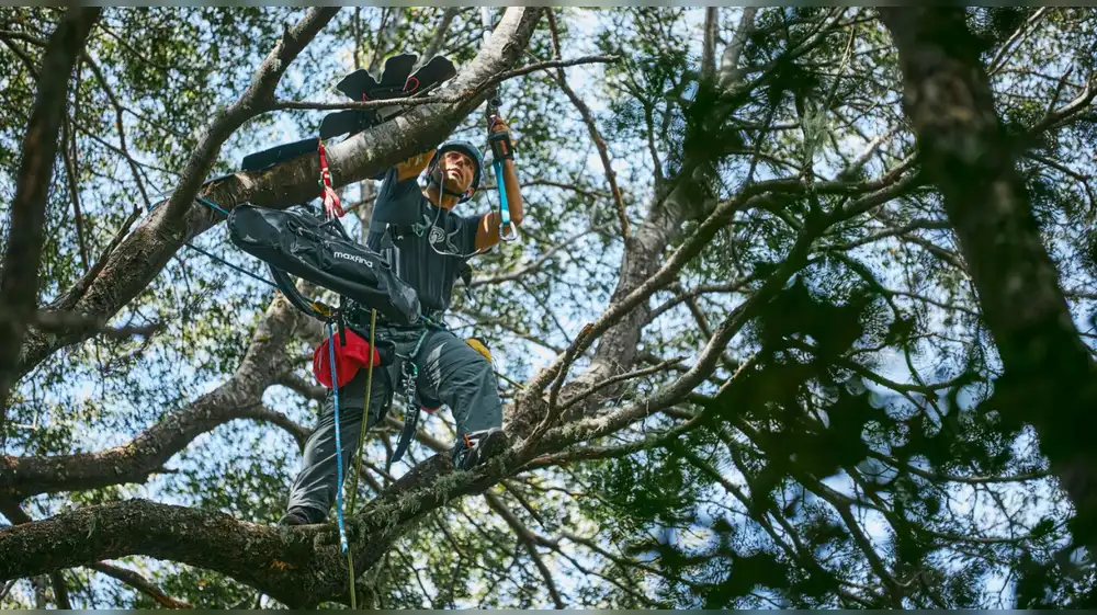 Huawei promueve la conservación de la vida silvestre