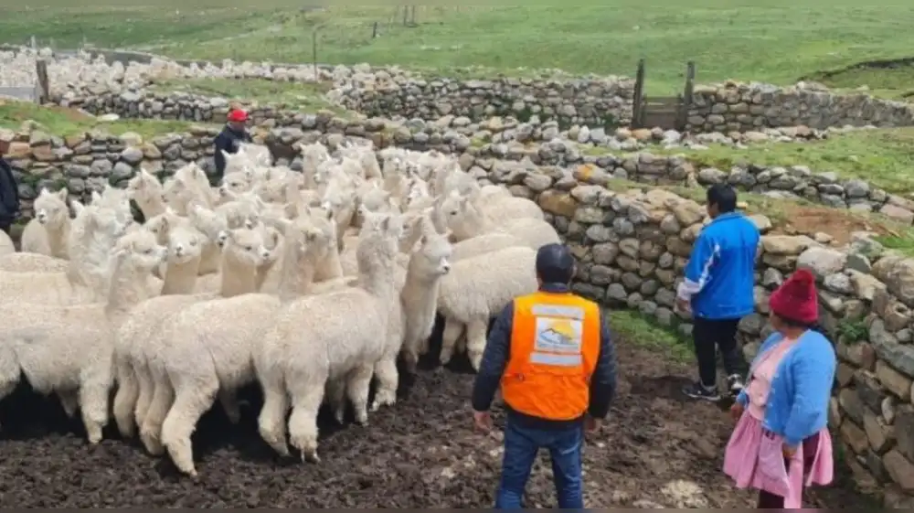 Sierra Sumaq Rumi promueve el desarrollo de la ganadería de alpacas.