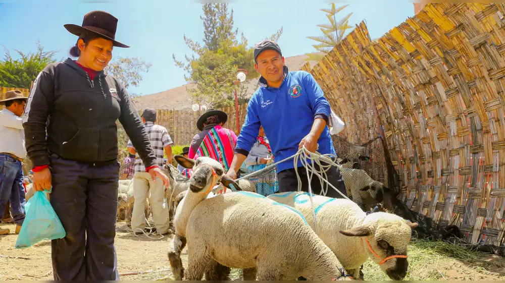 Southern Perú impulsa cadena productiva de ovino en Ilabaya