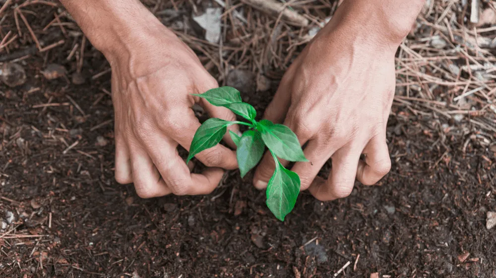Aforestación: cómo reduce la huella de carbono y promueve la biodiversidad en la minería