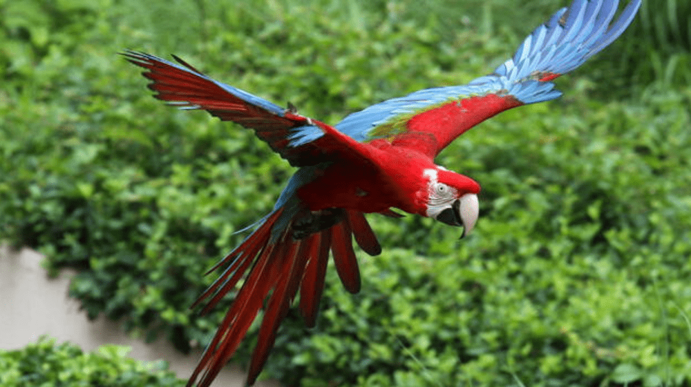 Rescatan más de 100 aves encontradas en sacos de rafia en autobús interprovincial.