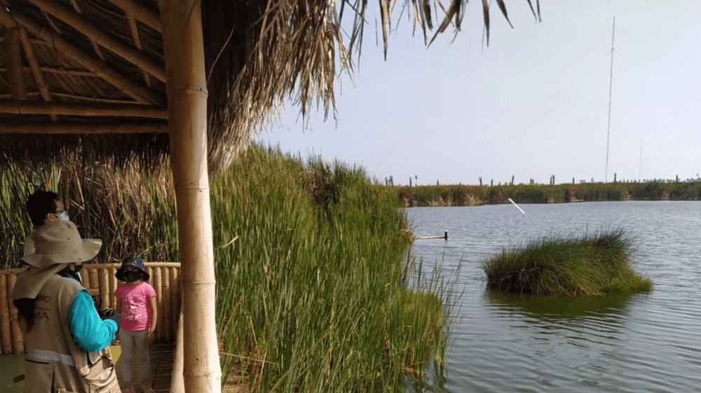 Áreas naturales de Lomas y Pantanos de Villa almacenan grandes cantidades de carbono.