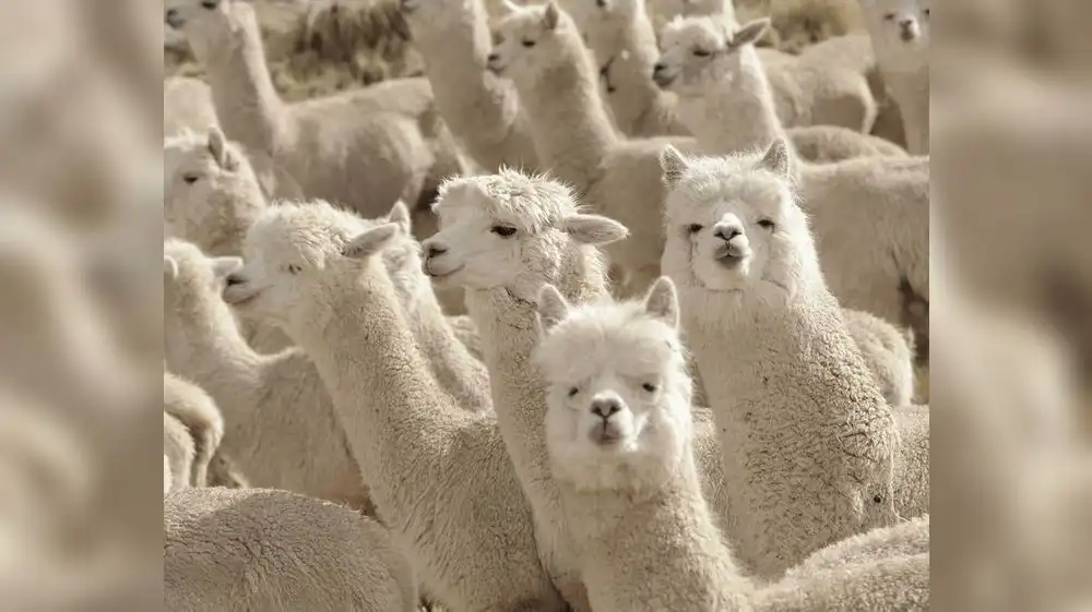 ASCALPE: Crianza sostenible de alpacas para un futuro próspero