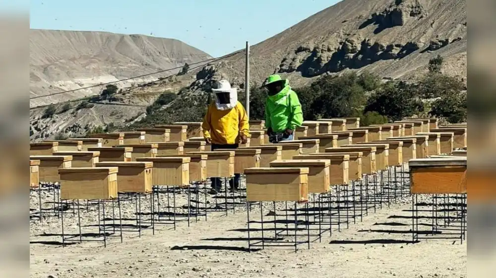 Fortalecimiento de la producción de miel de abejas en Arequipa
