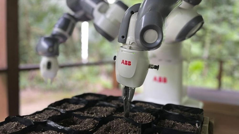 Robot ayuda sembrando semillas en Amazonas peruano para reforestar