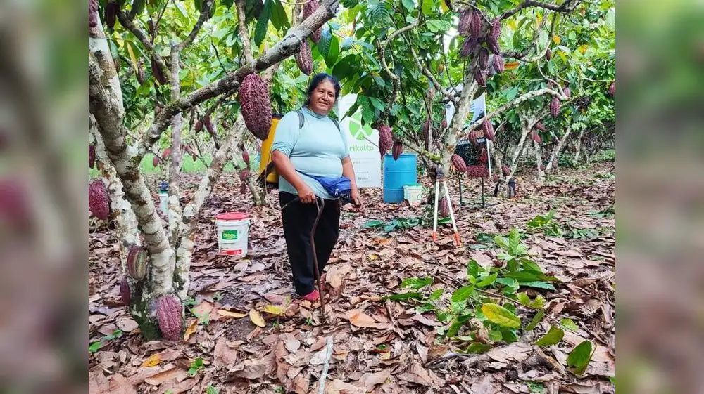 Productores de cacao promueven sostenibilidad agrícola