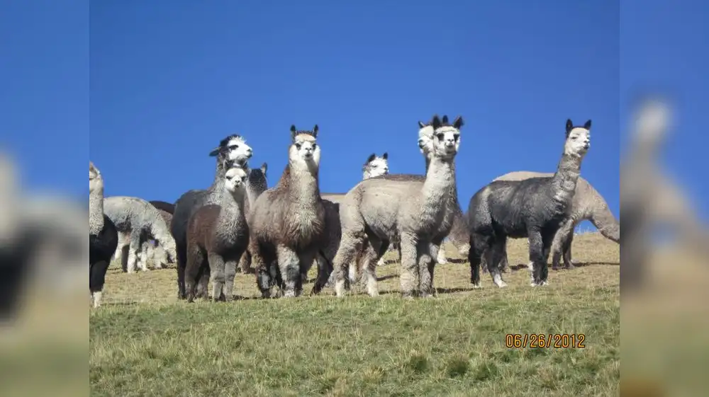 Día nacional de la alpaca: Perú es el primer productor mundial de fibra de alpaca