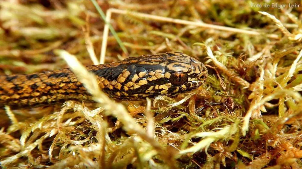 Científicos descubren una nueva especie de serpiente en el VRAEM