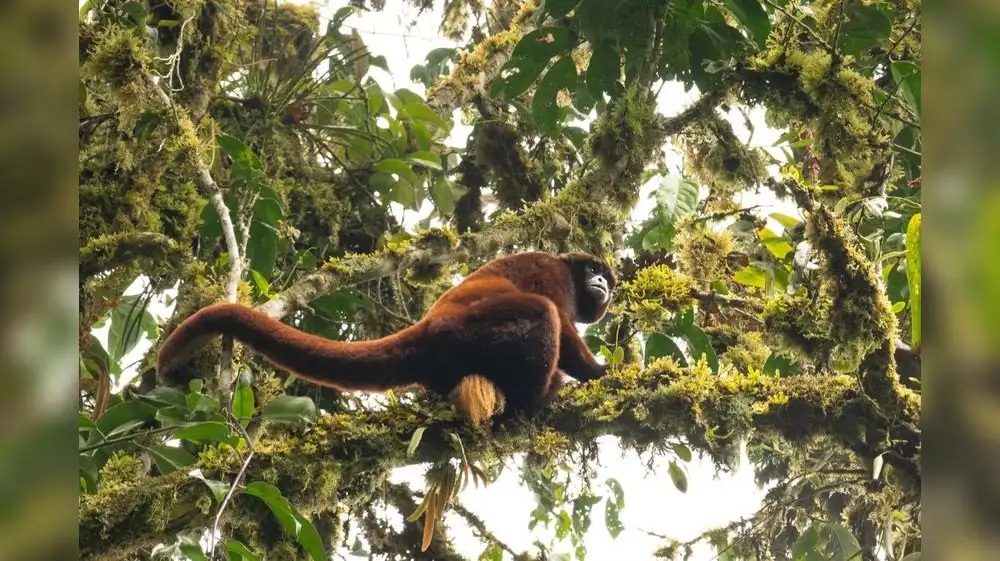 Fundación alemana dona millonaria suma para la preservación de la Amazonía
