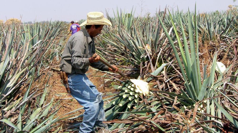 La industria del tequila comienza su camino hacia la sostenibilidad