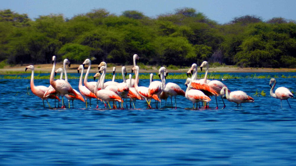Nacen 5800 flamencos en Sechura