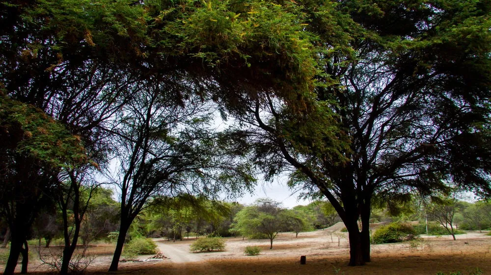 Perú pierde 298 mil hectáreas de bosque seco ecuatorial
