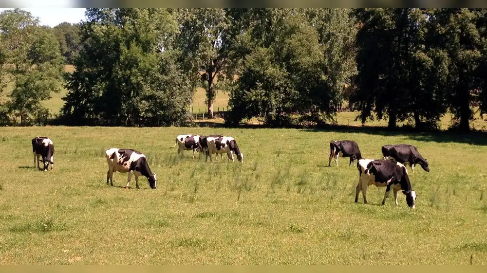 Reducción del consumo de carne bajaría las emisiones de CO2