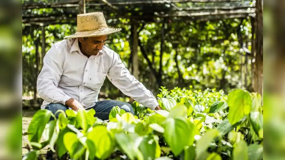 ¿Qué son los créditos de carbono?