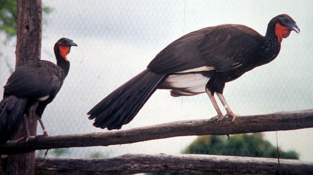 Aumenta población de ave peruana en riesgo crítico de extinción