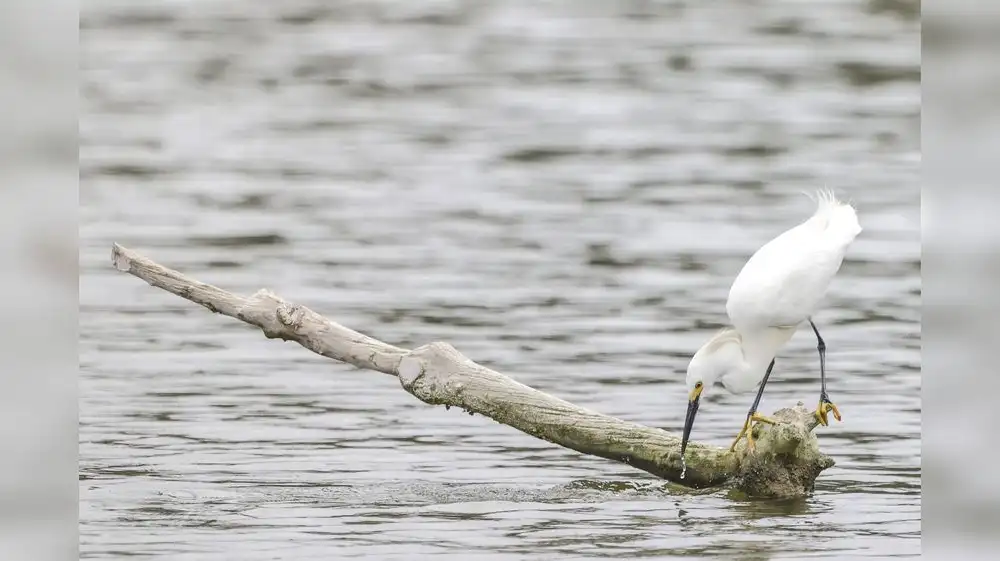 Científicos hallan microplásticos en los Pantanos de Villa