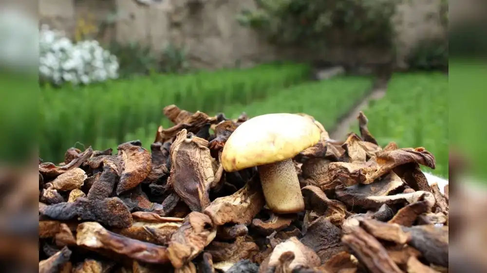 Hongos pueden sustituir a la carne como fuente de proteínas