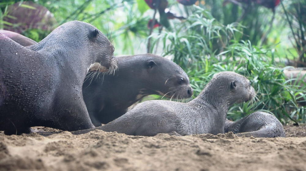 Madre de Dios tiene más de mil corredores de conectividad ecológica