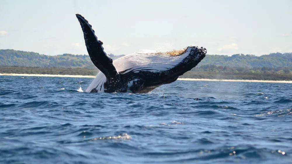 Nueva reserva nacional en el norte del Perú