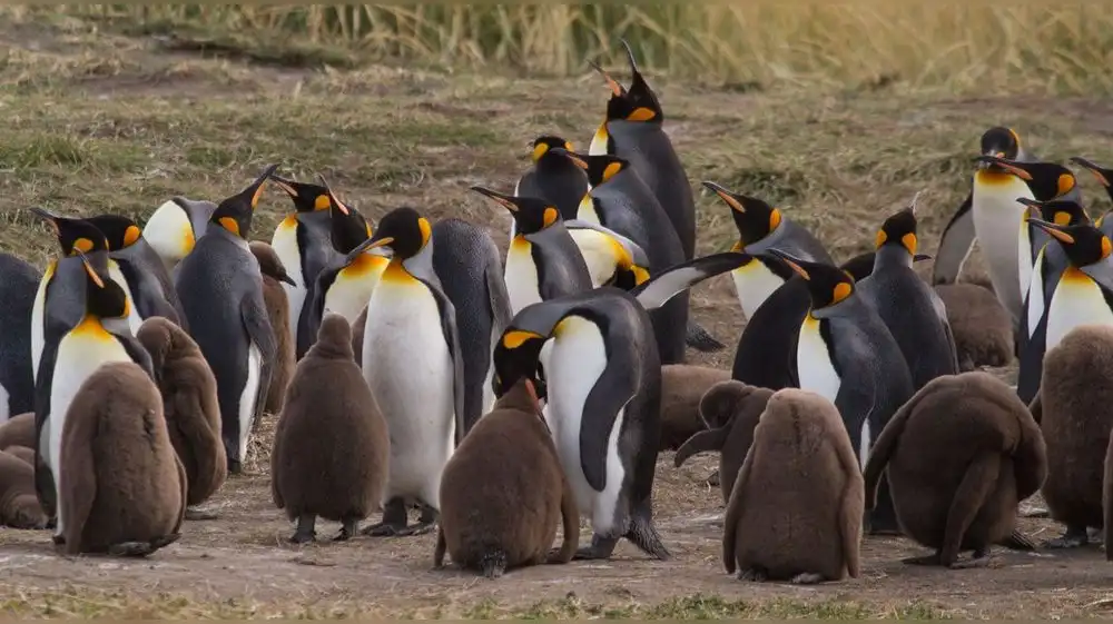 Austria: dos polluelos de pingüino rey nacen en menos de dos semanas