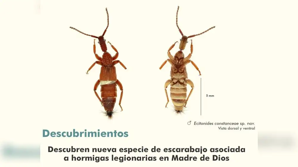 Nueva especie de escarabajo es descubierta en Madre de Dios