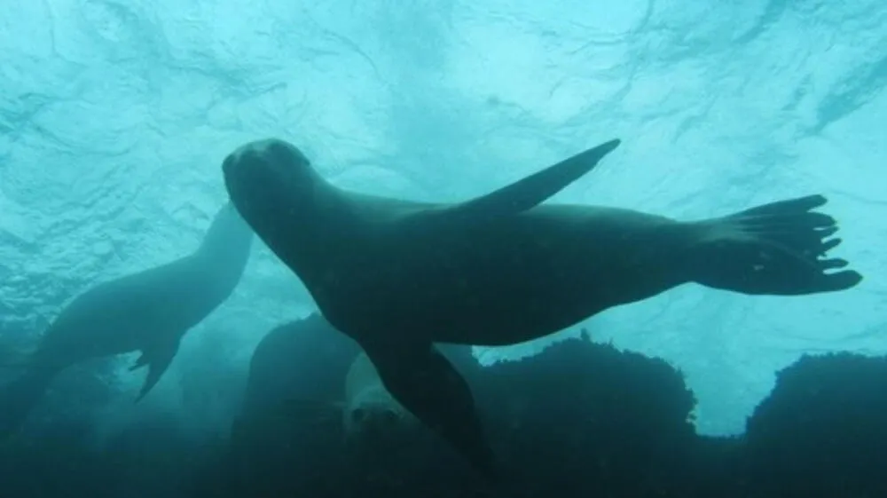 ONU: Más de 80 países firmaron Tratado de Alta Mar