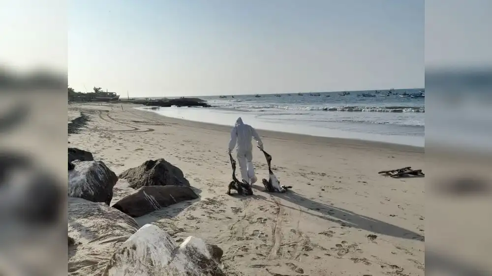 Perú: Influenza aviar mató a 100 mil aves silvestres