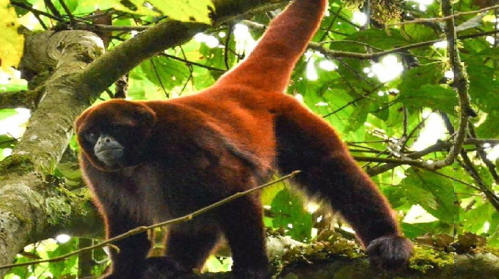 Perú: Más de 300 especies en peligro de extinción