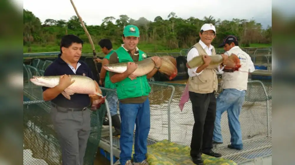 Veda de paiche regirá hasta el febrero del 2024