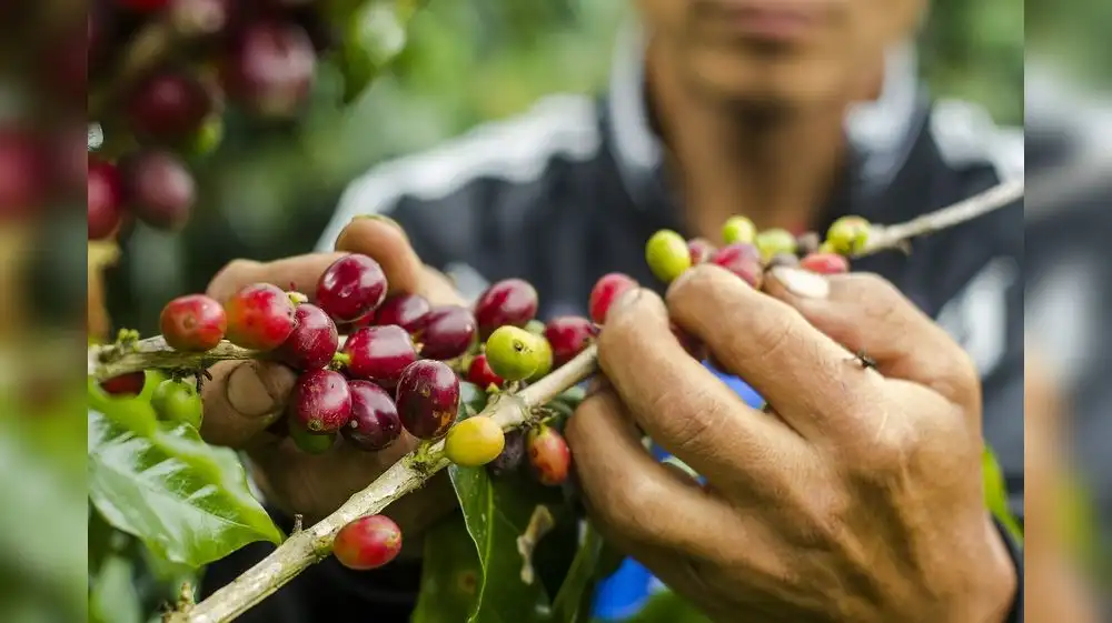 Proyecto de sostenibilidad beneficia a más de 100 familias de la selva