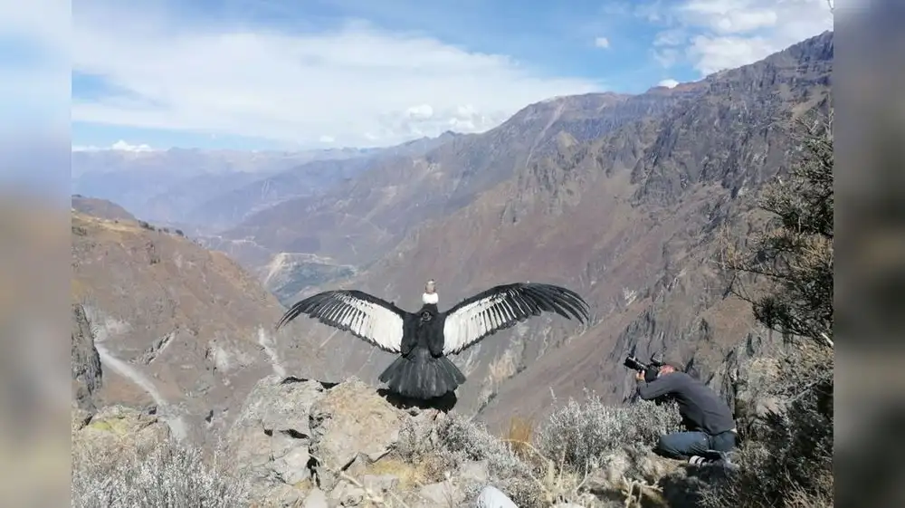 Bolivia crea reserva natural para proteger a los cóndores