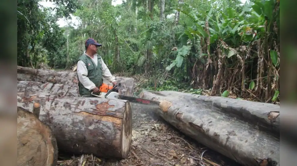 Tala y comercio ilegal de madera se redujo en el Perú