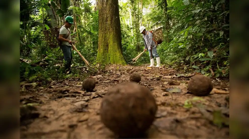 Osinfor firma convenio para apoyar a productores de castaña