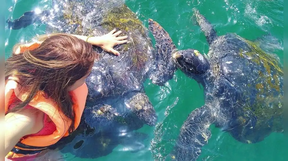 Punta Sal: ONG y municipio se reúnen por las tortugas marinas