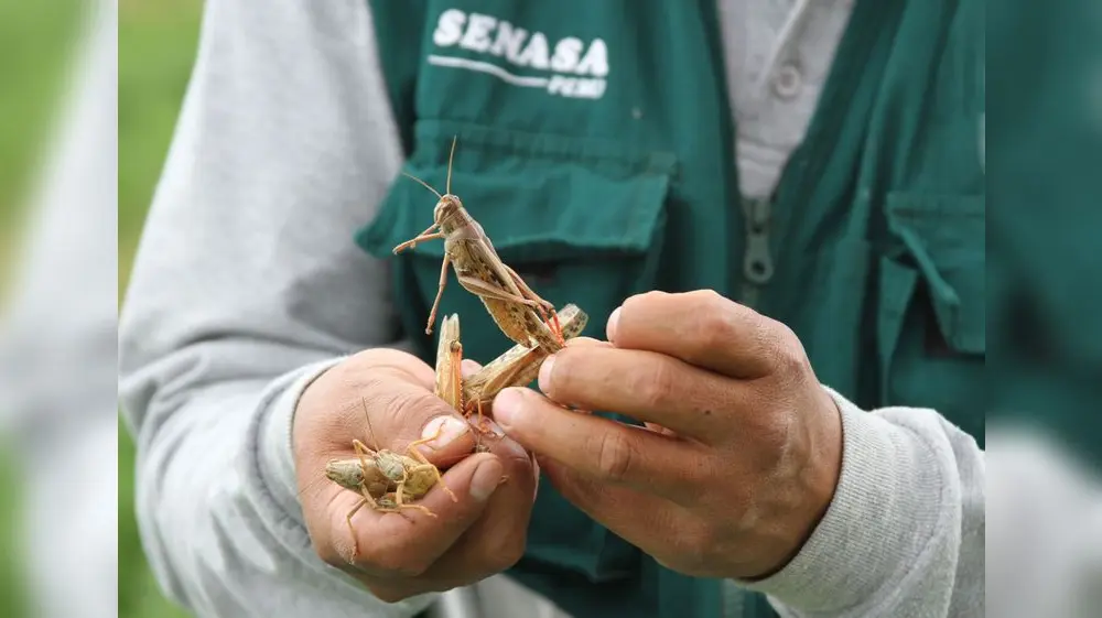El Niño: Plaga de insectos puede golpear distintas zonas del país