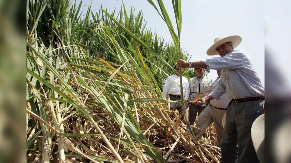 Congreso aprueba proyecto para regular cultivo de caña de azúcar