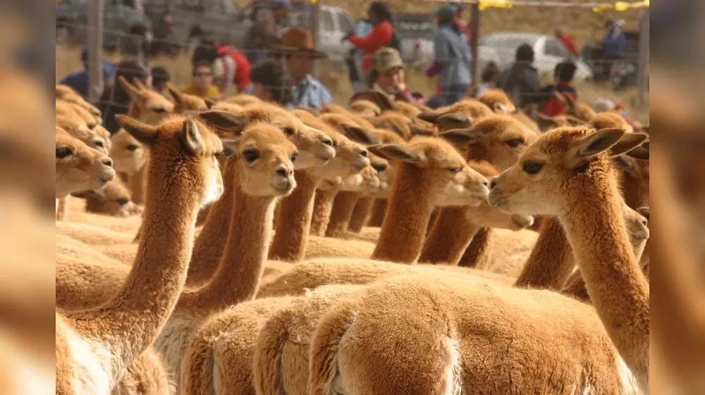 Impulsan repoblamiento de vicuñas en Cajamarca