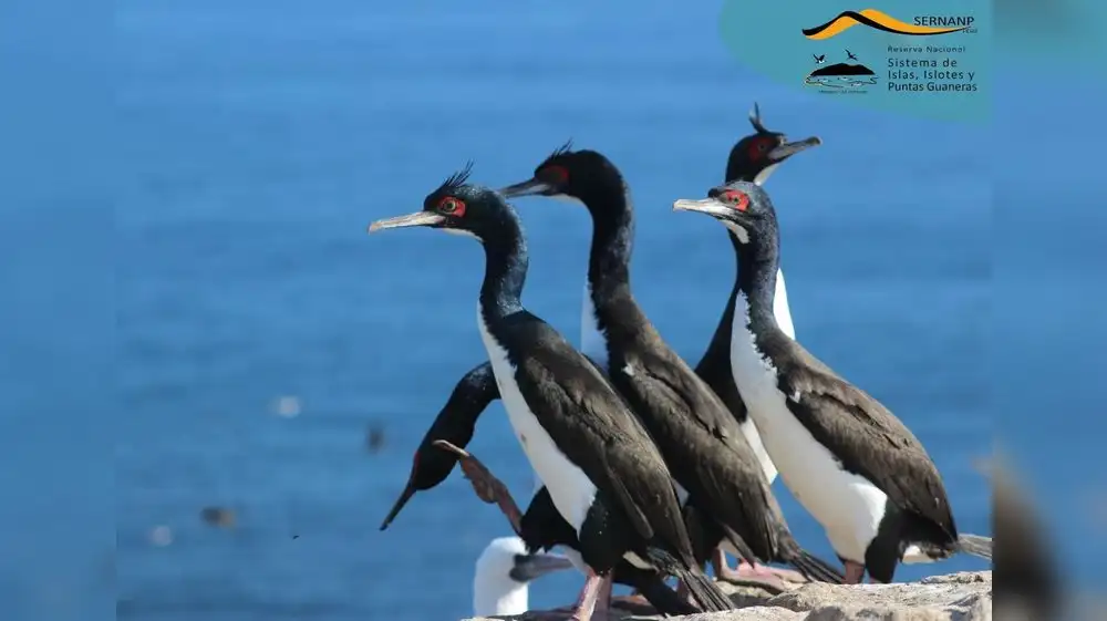 Microplásticos ya afectan al cormorán guanay