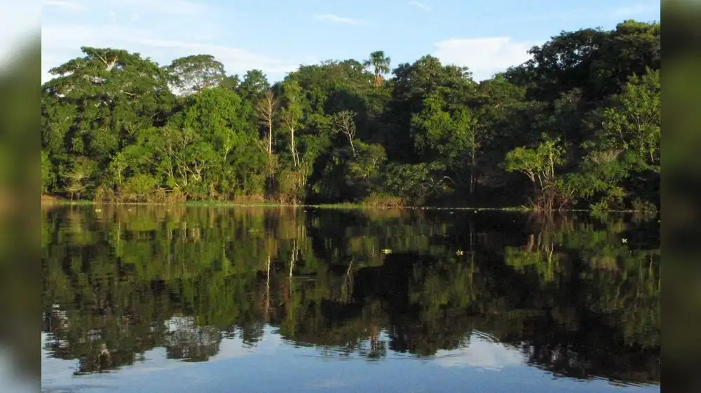 Serfor: Inicia Semana Nacional Forestal 2023