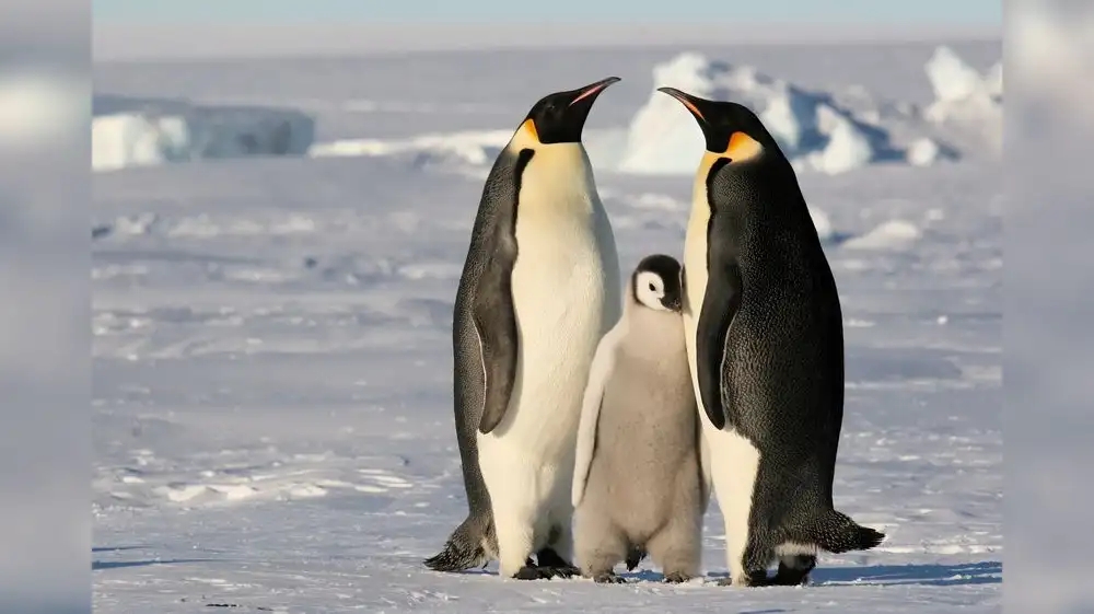 Deshielo: Especie representativa de pingüino en riesgo de extinción
