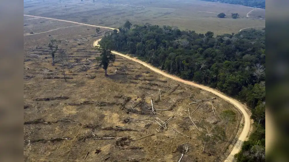 Nuestro país es el quinto más afectado por pérdida de bosques