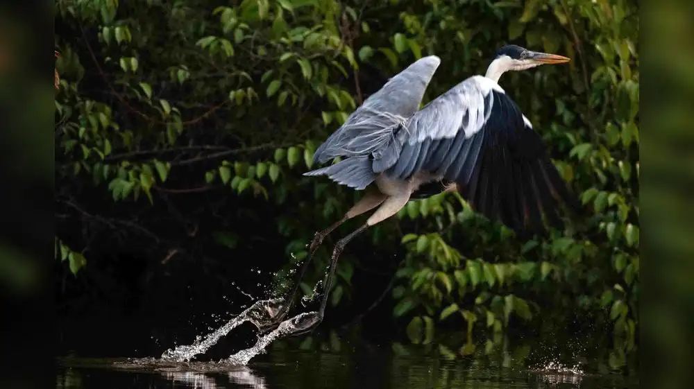 Perú presidirá Red de Aplicación de Normativa de Vida Silvestre