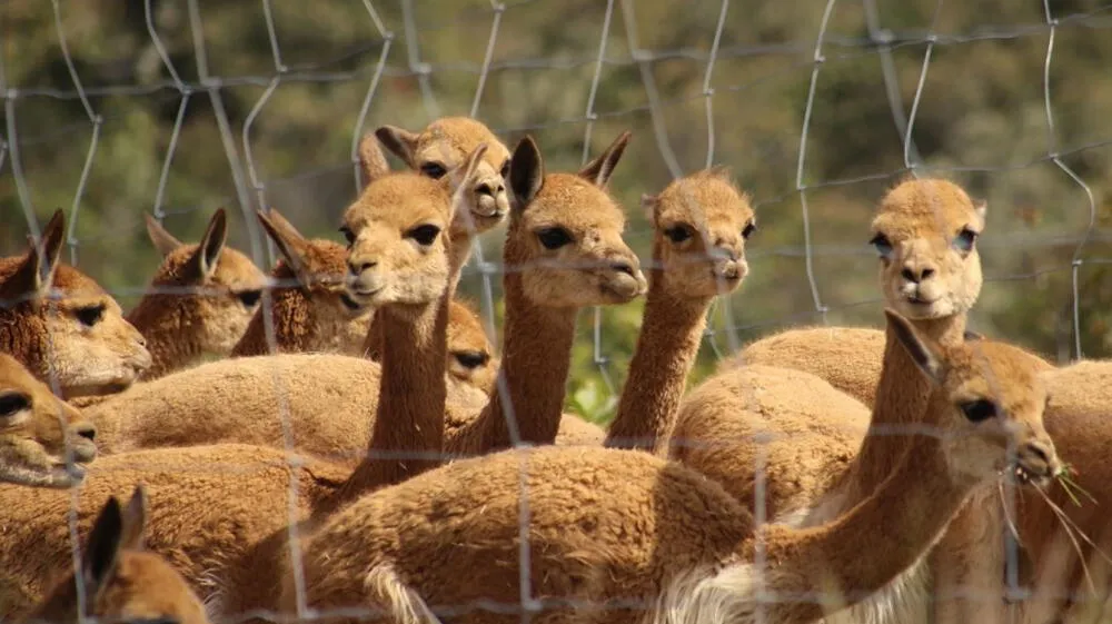 Perú: expertos intercambian experiencias para cuidar la vicuña