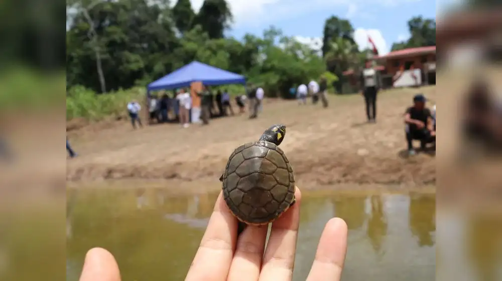 Loreto: liberan 3,200 taricayas en laguna Tipischa