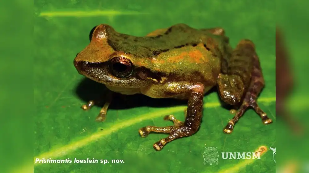 Biólogos descubren nueva especie de rana en Perú